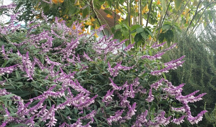 Autunno e fiori al Gramsci